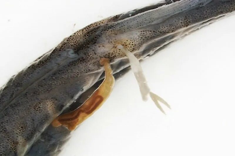 Европейский речной угорь. Чешуя рыбы. Слизь покрывающая рыбу. Дерматомикоз у рыб. Чешуя рыбы.