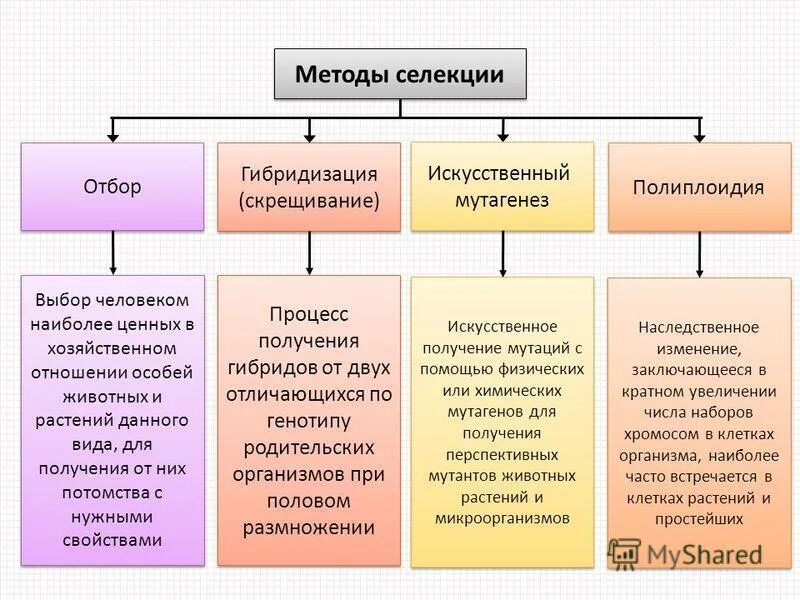 Основные методы селекции отбор гибридизация мутагенез. Таблица методы селекции 11 класс биология. Методы селекции растений и животных таблица 9 класс кратко. Методы селекции гибридизация отбор мутагенез таблица. Чем отличается селекция растений от селекции животных