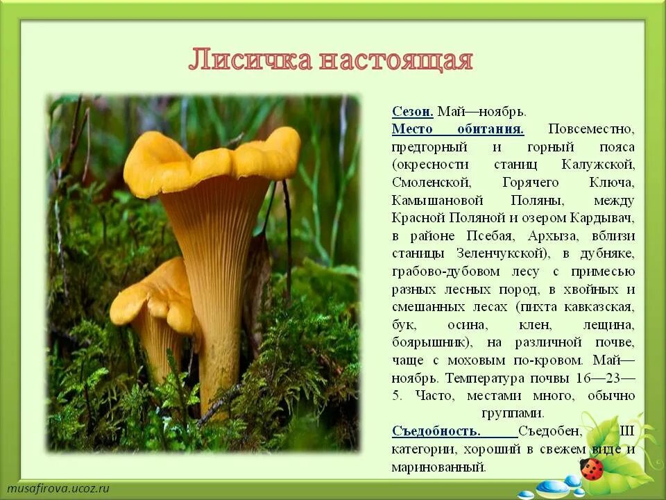 Сообщение о лисичках. Сообщение о лисичках