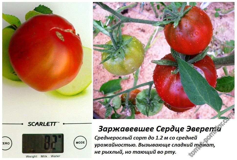 Описание томата кумир фото сорт. Заржавевшее сердце эверетта&quot; сорт томата. томат ржавое сердце эверетта. томат ржавое бычье сердце эверетта. заржавевшее сердце эверетта томат описание.