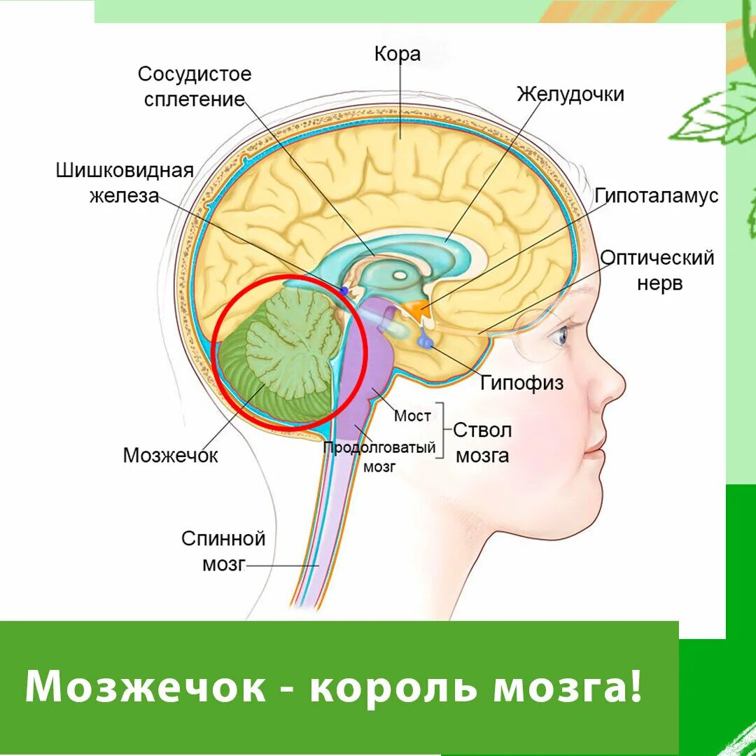 Где находятся мозги