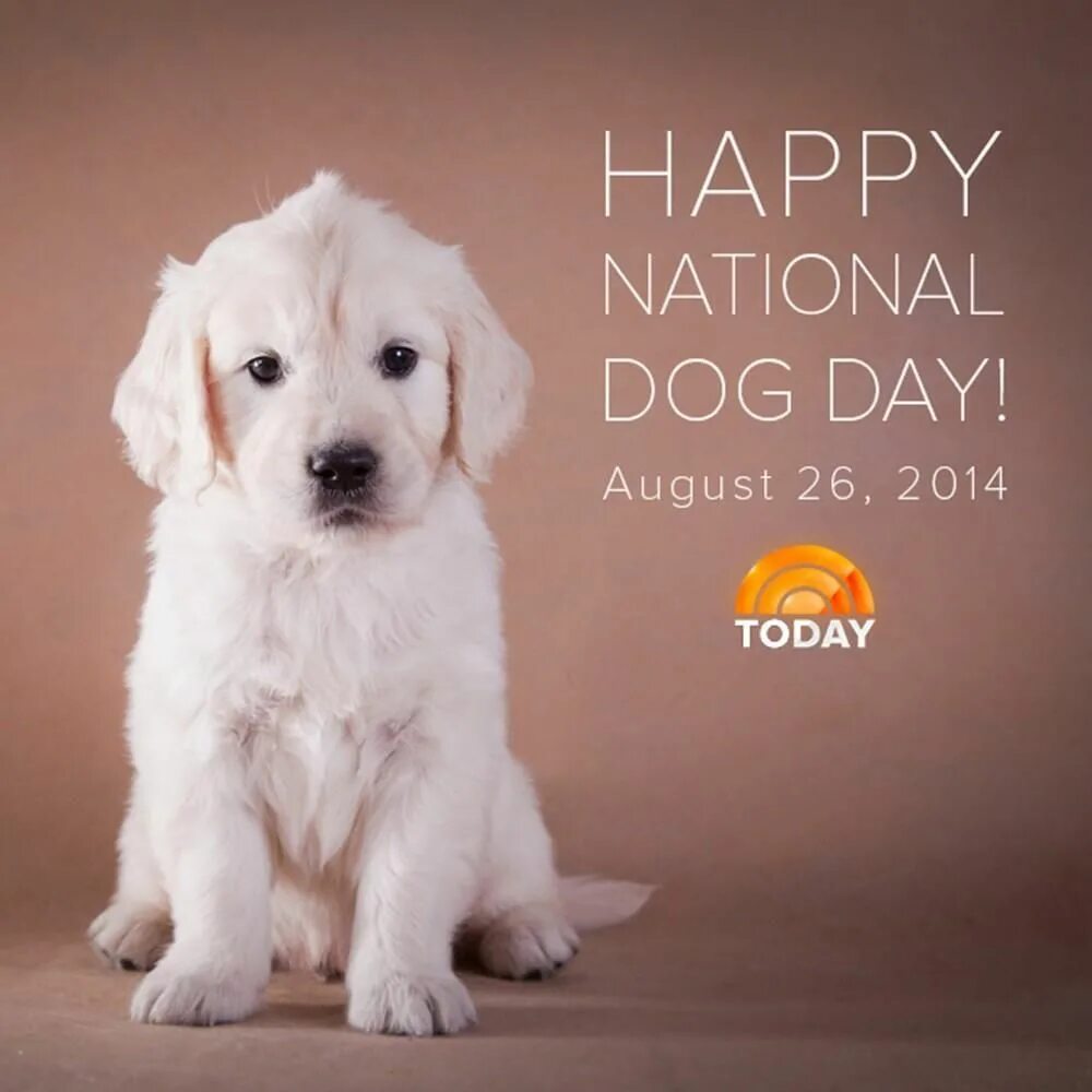 Переведи на русский dog day. Happy International Dog Day. День собак (National Dog Day) - США. Дог дей дог дей. День собачьей мамы (National Dog.