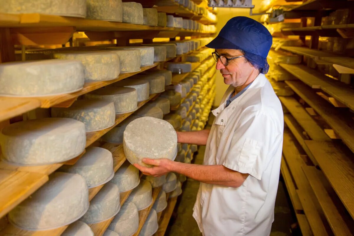 процесс приготовления сыра в сыроварне. как изготавливают сыр. как изготавливают сыр. сырный цех. сыры производство.