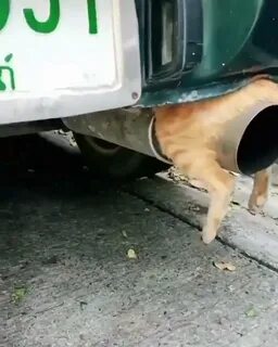 Почему греют яйцом