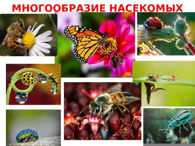 Класс насекомые многообразие. Многообразие насекомых. Многообразие насекомых 7 класс. Многообразие насекомых 7 класс биология. Причины многообразия насекомых.