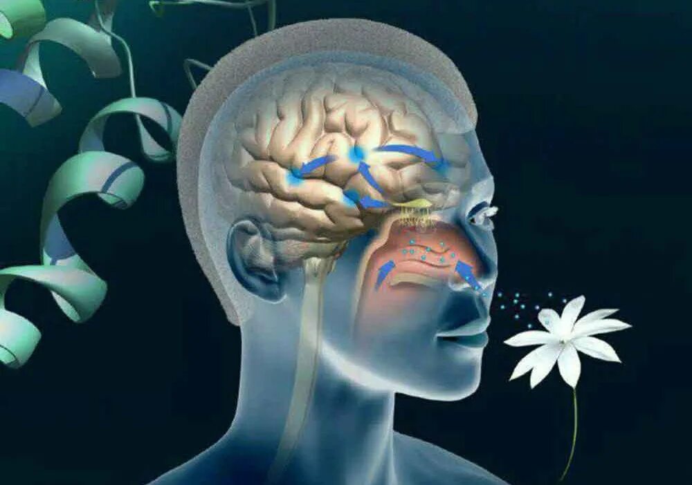 Восприятие мозгом информации. Обоняние. Восприятие запахов. Обонятельные ощущения.