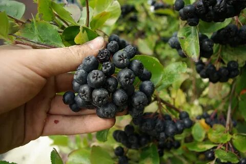 Сколько можно есть черноплодную рябину