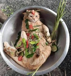 Кошачий рецепт