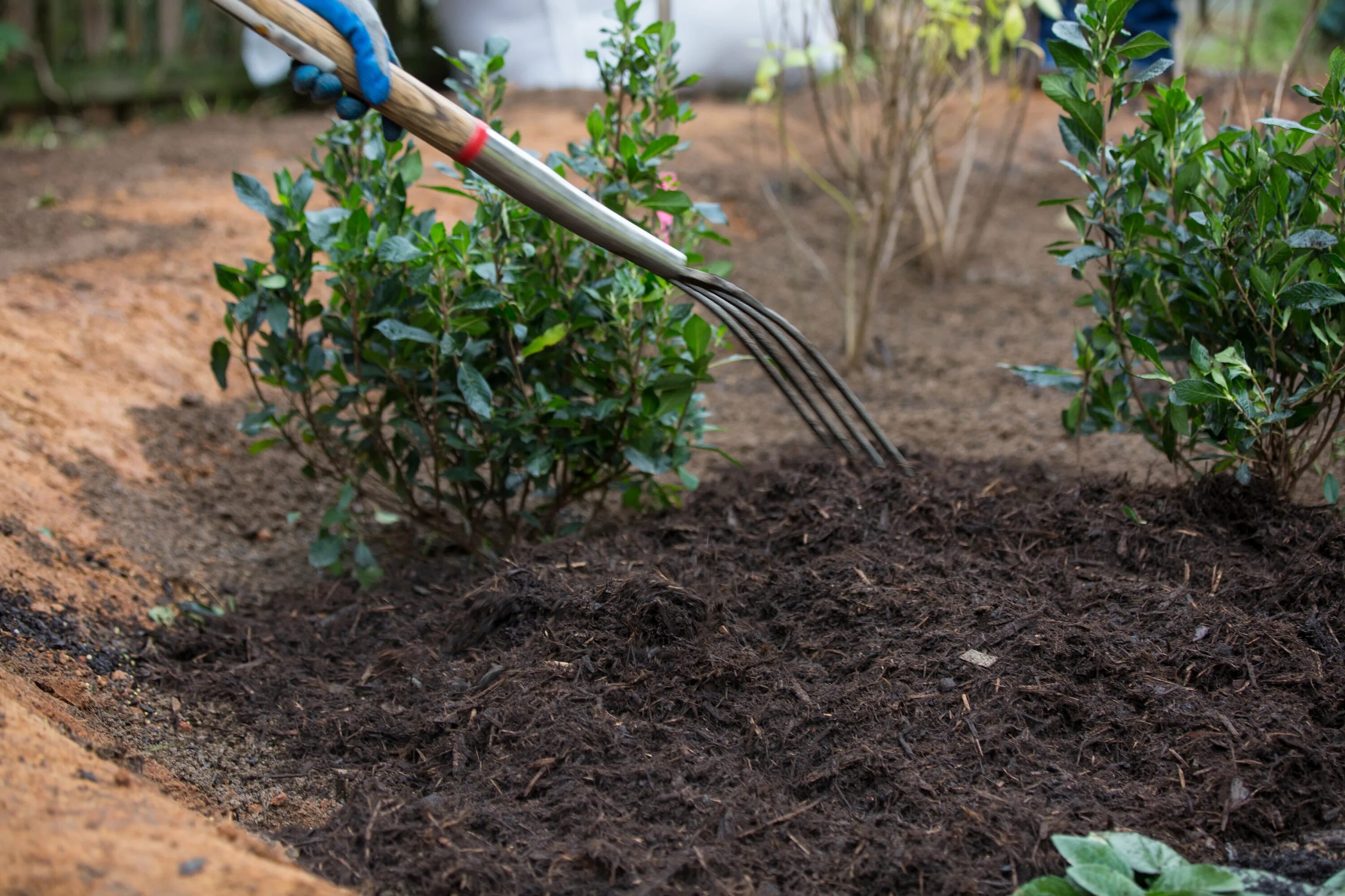 Какую почву любит вишня. Слива посадка. Garden planting Mulch. Compost mulching.