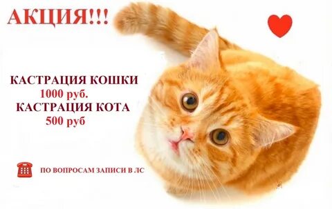 Песня кастрированного кота