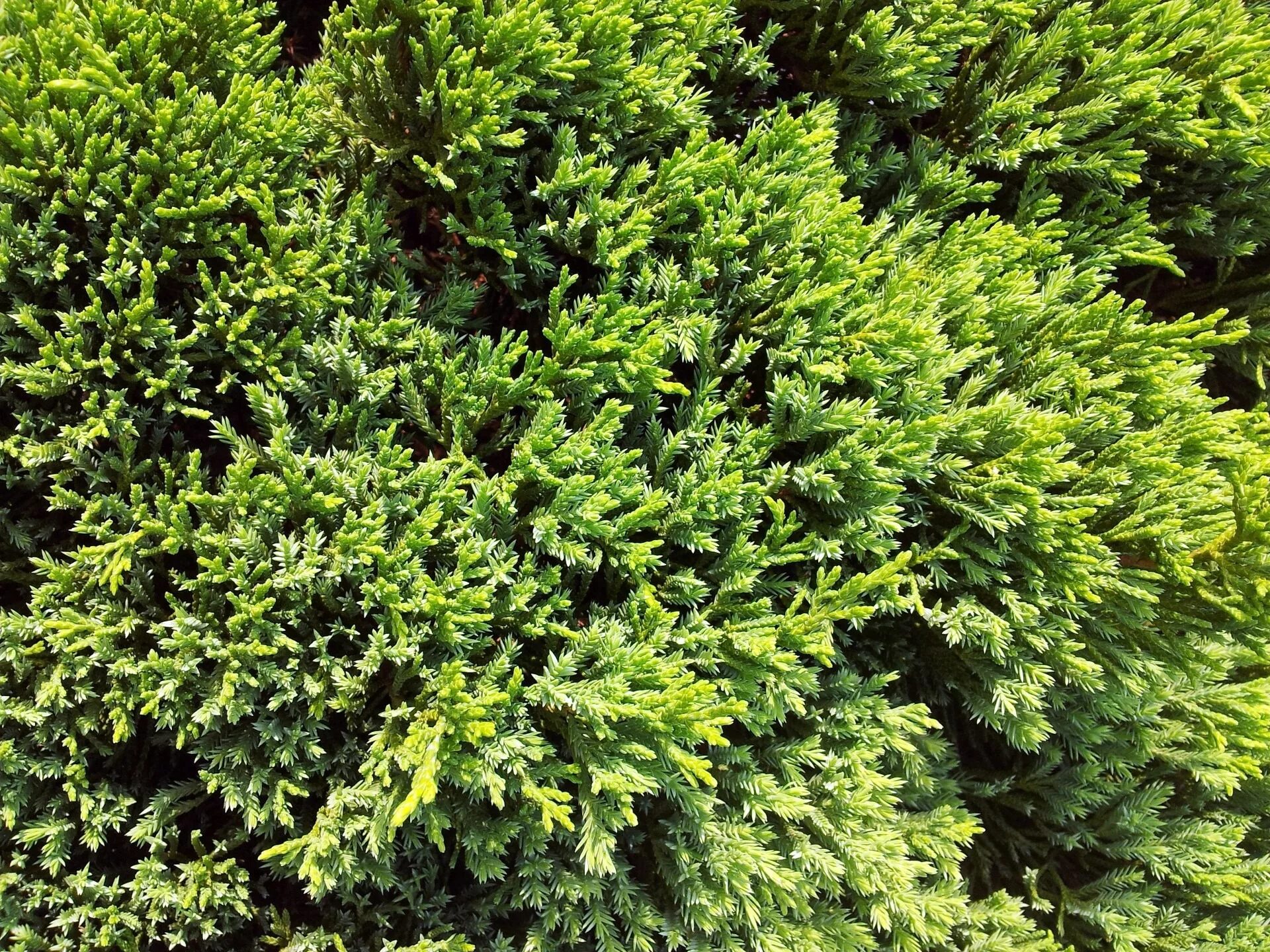 Туя Кипарис можжевельник. Конифер туя можжевельник. Вечнозеленый хвойный кустарник. Кипарис вечнозеленый (Cupressus sempervirens).