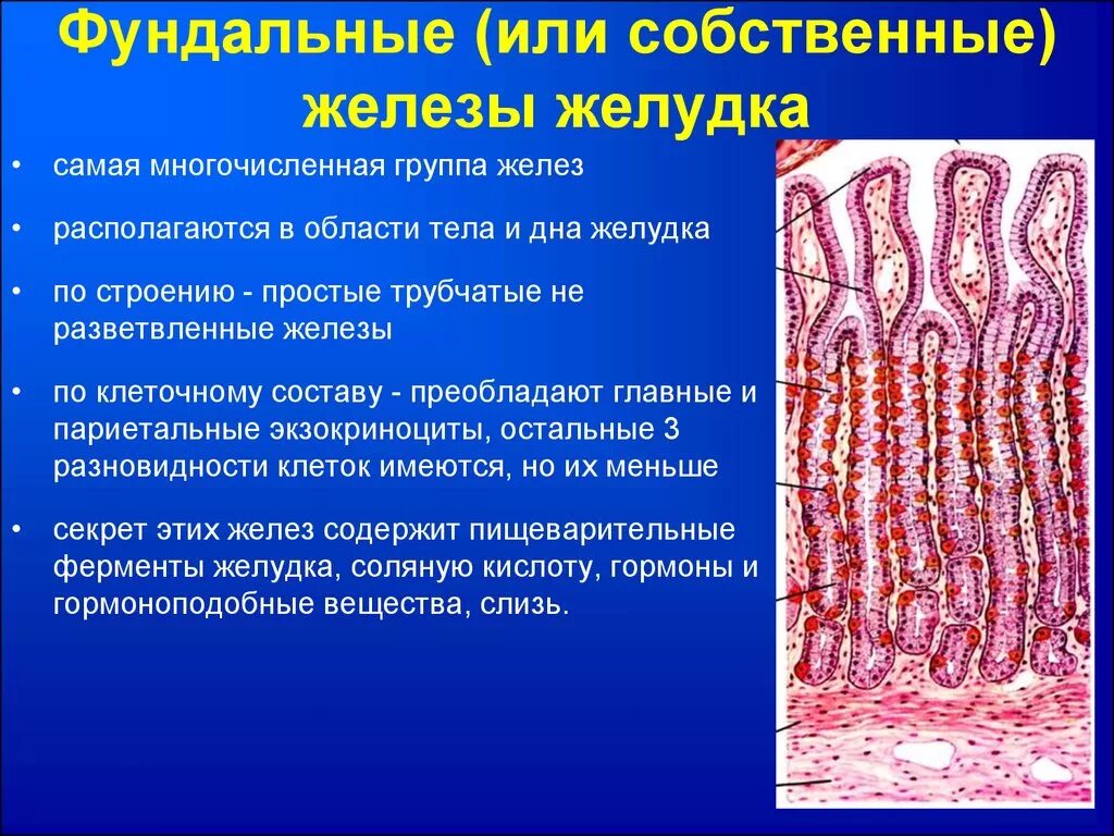 Слизистая желудка вырабатывает. Пилорические железы желудка клетки. Строение фундальной железы гистология. Собственные железы желудка гистология функции. Фундальные клеток желудка гистология.