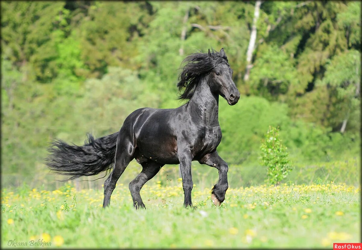 теплый конь