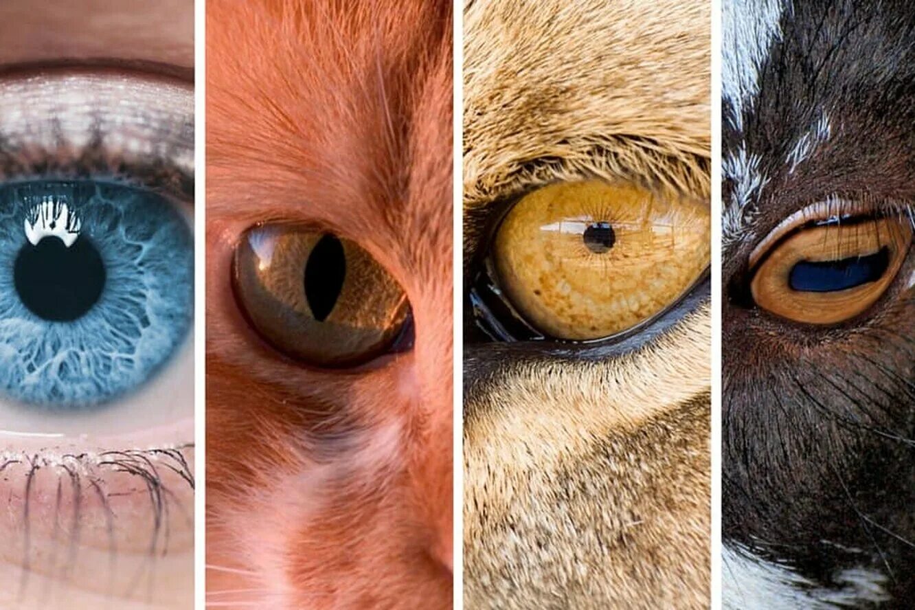 необычные глаза животных. глаза животных. глаза человека и животных. мир глазами животных. зрение человека и животного.