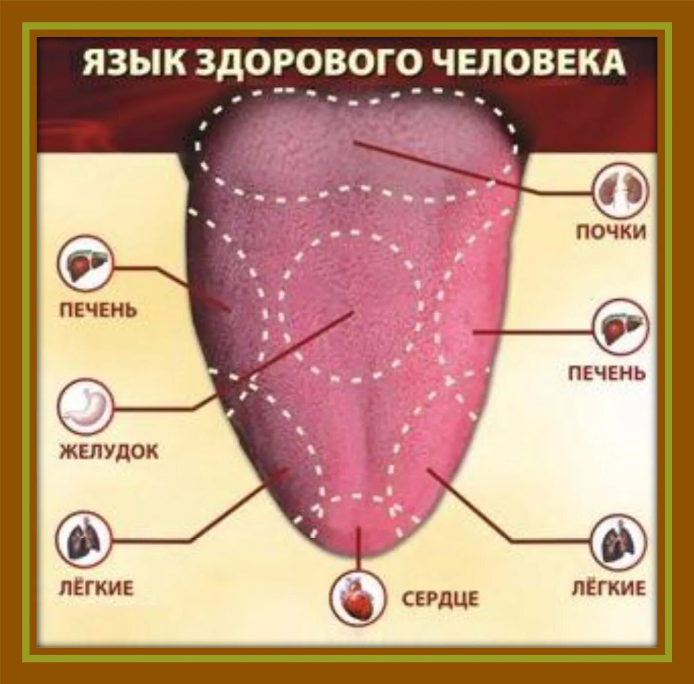 Качество хорошего языка. Схема языка человека по болезням. Язык здоровава человека.