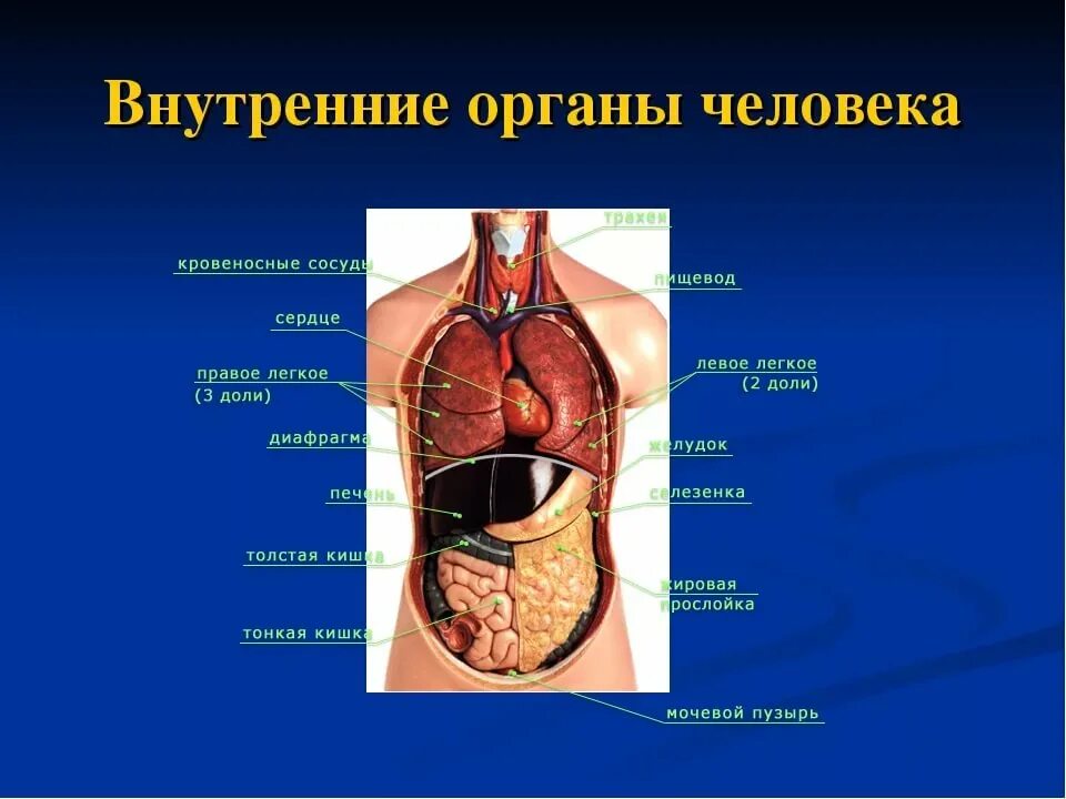 Строение внутренних женских органов человека. Строение внутренних органов. Строение человеческого организма внутренние. Строение органов спереди. Схема строения внутренних органов.