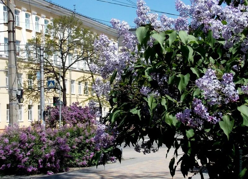 Площадь сирени. Сирень в Кронштадте. Сталинградская сирень. Царское село сирень.