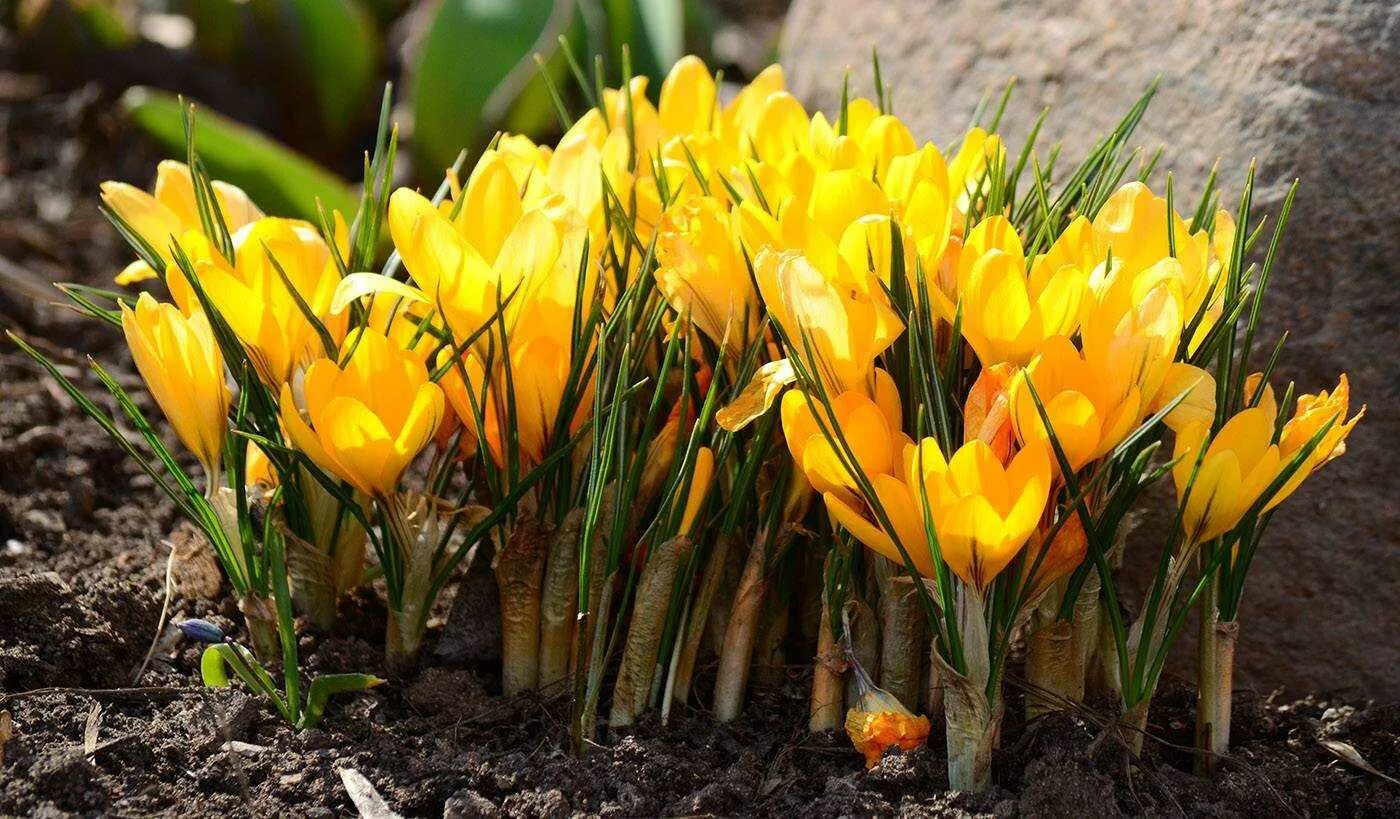 Крокус цветы как ухаживать в домашних условиях. Crocus flavus. Крокус Шафран луковицы. Крокус посевной цветок. Крокус цветок луковицы.