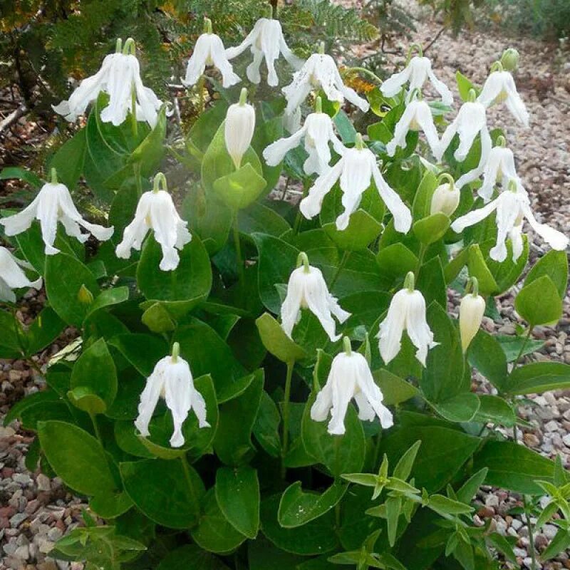 Клематис цельнолистный Хакури. Клематис цельнолистный с integrifolia. Hakuree клематис.