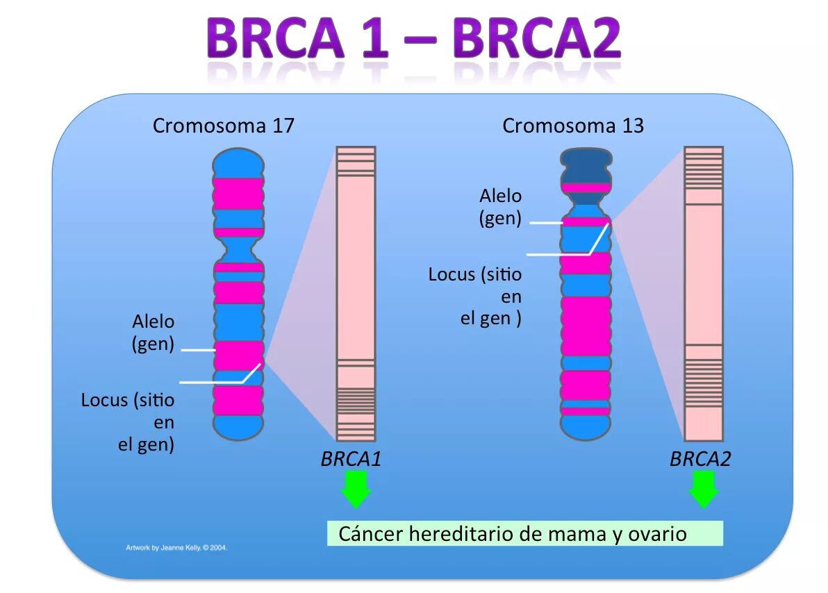 Ген тест 1. Brca1 и brca2 в крови. Гены brca1 и brca2. Мутация генов brca1 и brca2. Мутация Гена brca1.