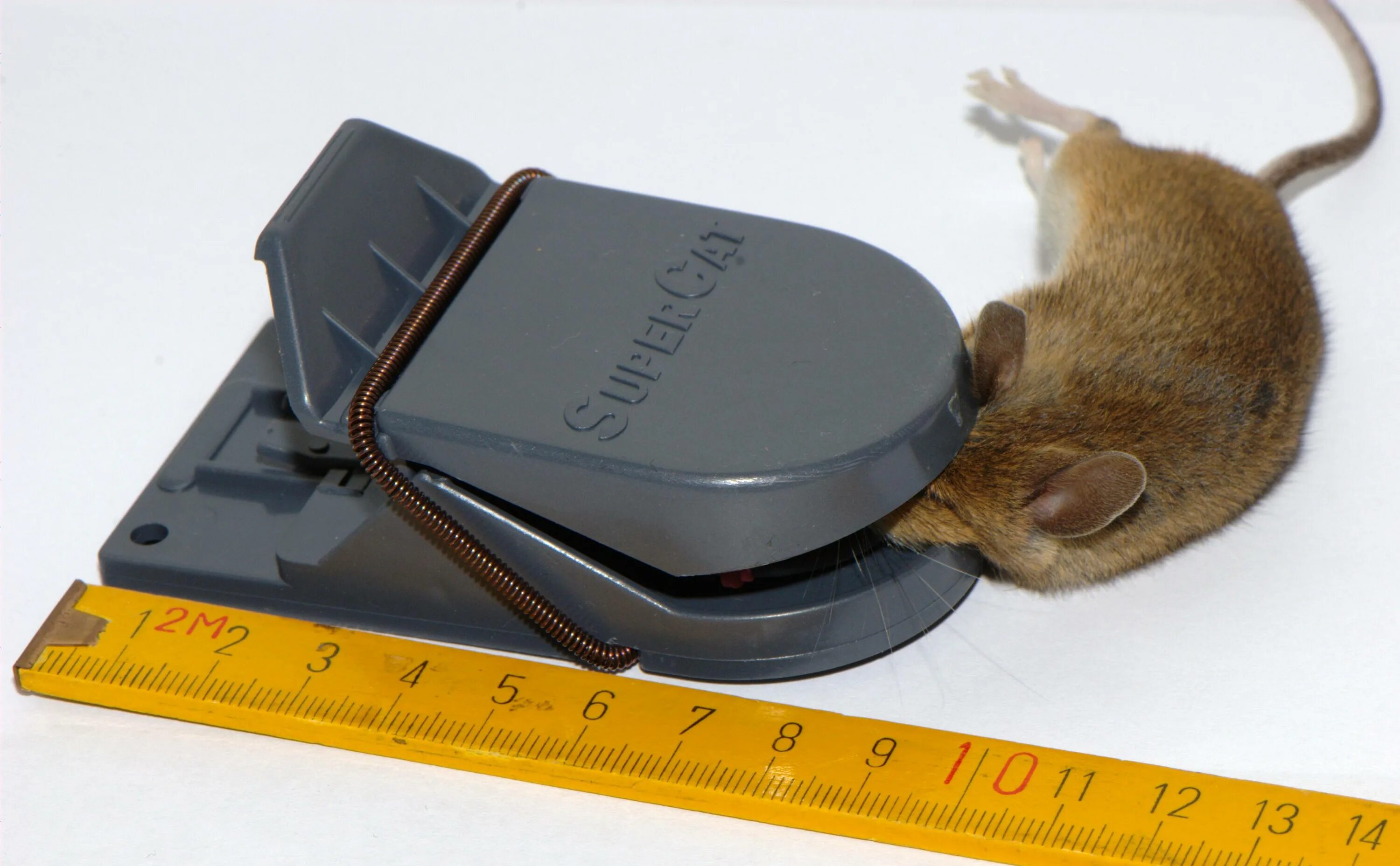 Фактор мыши. Крысоловка rat Trap п-1. Мышеловка пластиковая super Cat. Крысоловка rat Mouse. Крысоловка деревянная rat&Mouse шт.