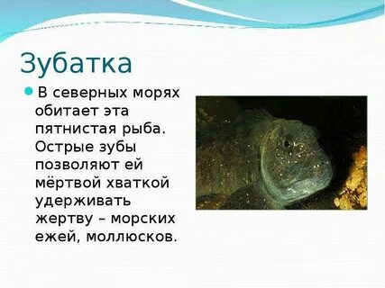 Где обитает рыба зубатка