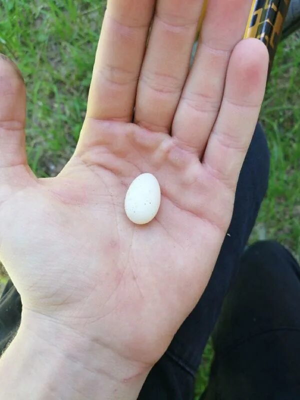 Где найти яйца в брук. Маленькие яйца. Маленькие яйца птиц. Яйца Колибри размер. Маленькие белые яйца.