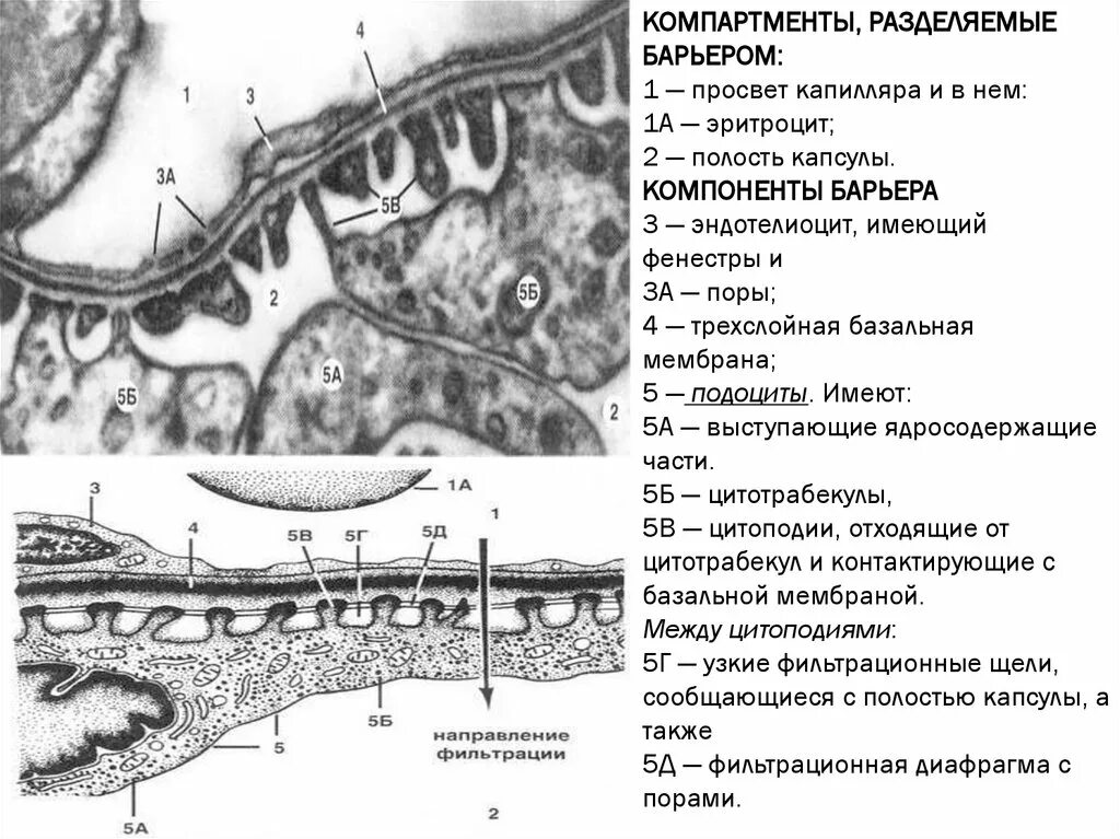 Подоциты базальная мембрана. Фенестры базальной мембраны. Ретикулярная базальная мембрана. Строение базальной мембраны. Базальная мембрана функции