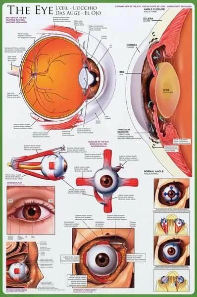 Wallpaper : 2934x1924 px, Eye Orbit Anatomy 2934x1924 CoolWallpapers 1421191
