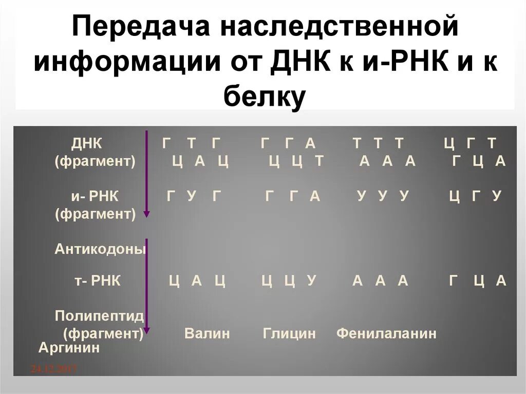 Схема передачи генетической информации от ДНК К белку.. Передача наследственной информации от и-РНК К белку. Передача наследственной информации от ДНК. Передача наследственной информации от ДНК К И-РНК И К белку.