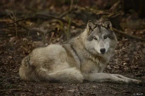 Wolf m8