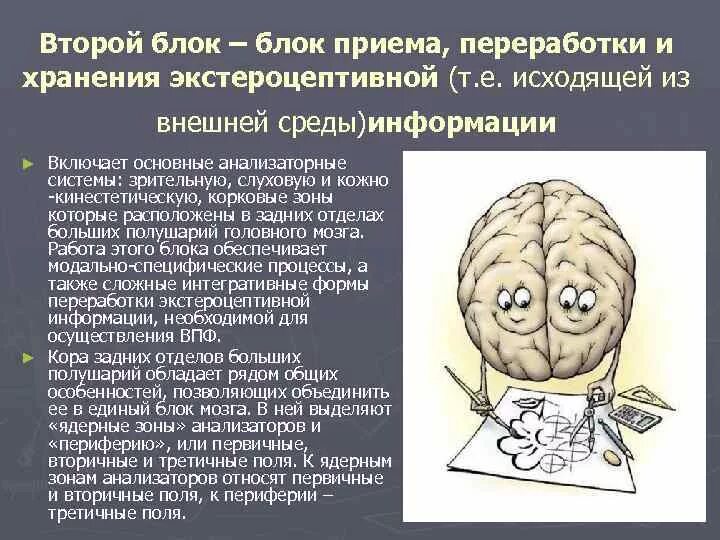 Нарушения блоков мозга. Второй блок – блок приема, переработки и хранения информации. Блоки головного мозга. Основные функциональные блоки мозга. Второй блок головного мозга.