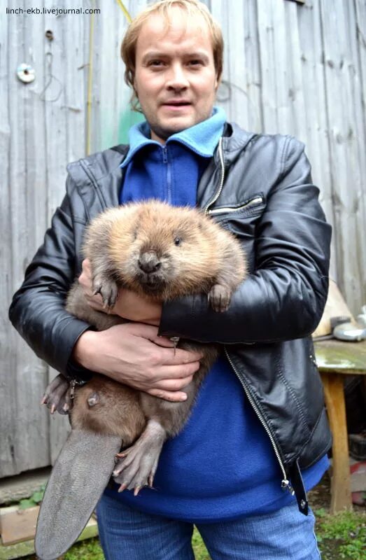 ручной бобер. обыкновенный бобр и человек. бобры и человек. бобры фото. бобры и человек.