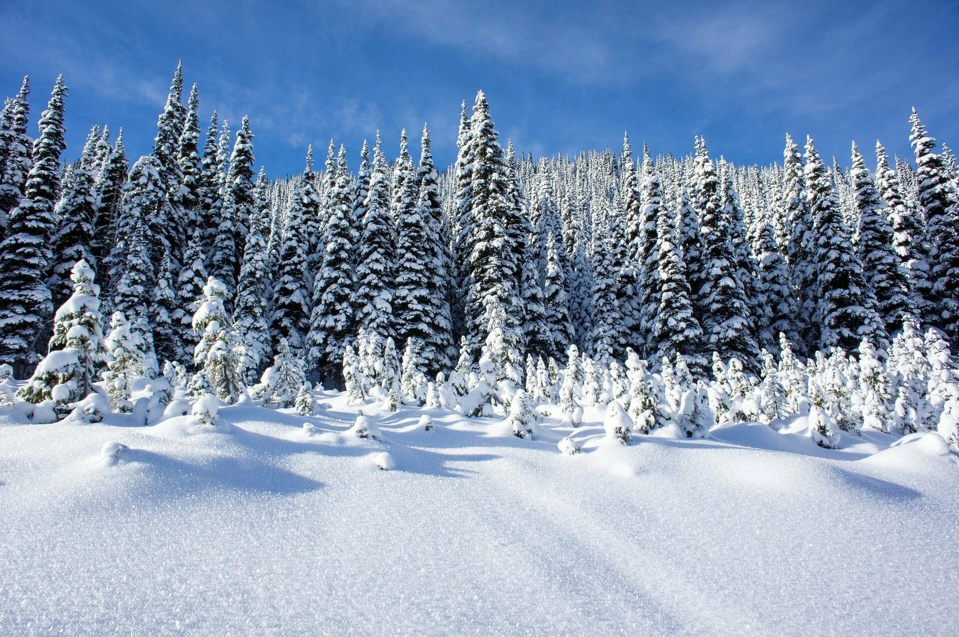 Зимний лес зимой. Красивые фото зимнего леса. Зимой в лесу. Снежный лес. Еловый лес зимой.