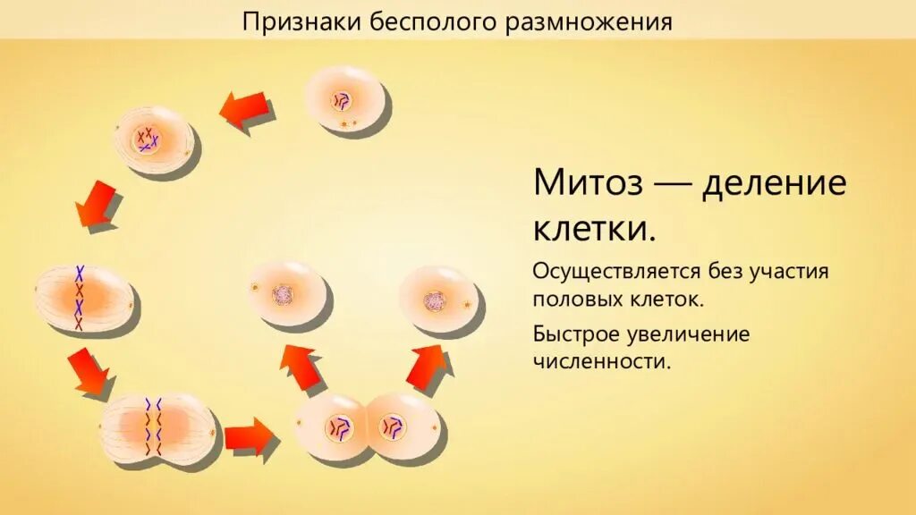 Бесполое размножение животных. Способы размножения животных. Митоз бесполое размножение. Способы размножения и оплодотворения.