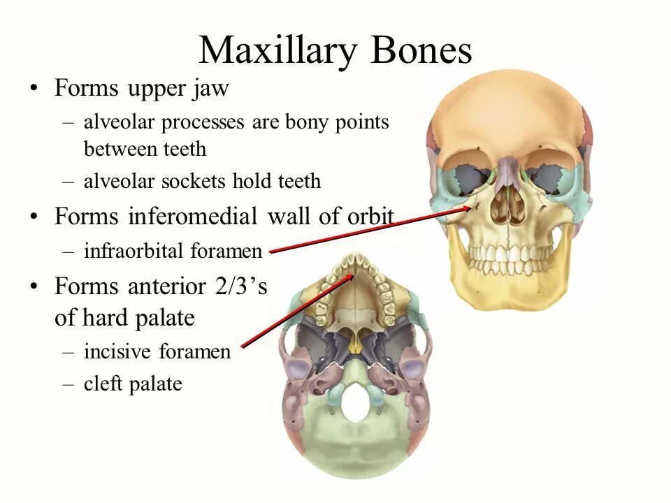 Maxillary Bone. The bones form