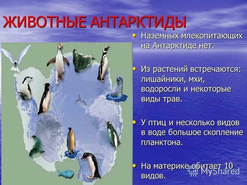 Текст про антарктиду. Презентация на тему животные Антарктиды. Антарктида презентация. Презентация на тему материк Антарктида. Антарктида проект.