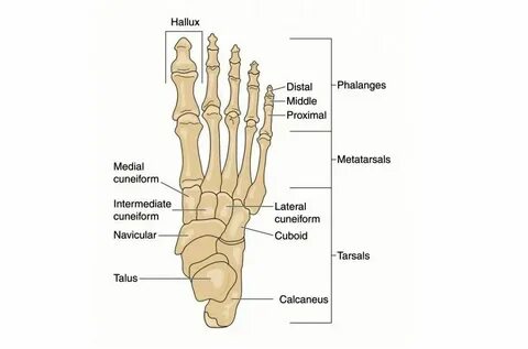 Foot 3 формы