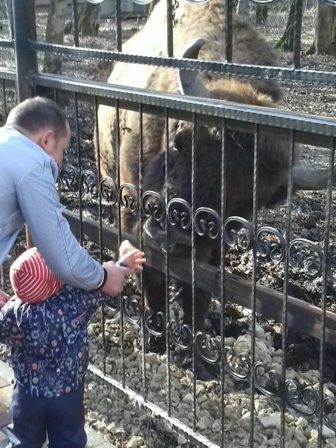 Зоопарк Ставрополь парк Победы. Звери в Ставропольском зоопарке. Зоопарк ставрополь парк