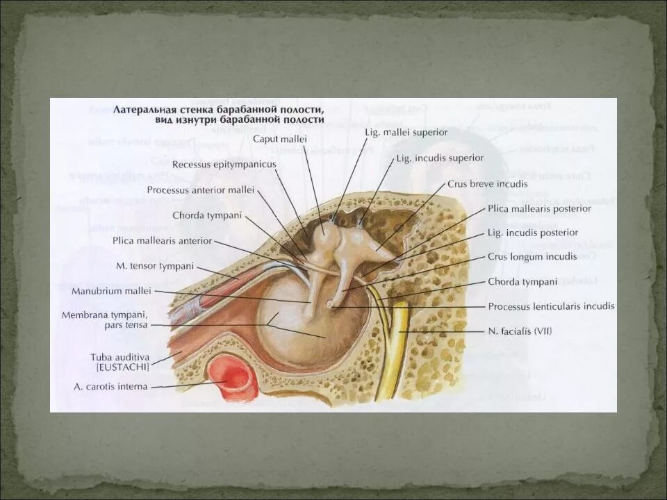 Слуховой латынь. Анатомия медиальной стенки барабанной полости. Латеральная стенка барабанной полости. Задняя сосцевидная стенка барабанной полости. Перепончатая стенка барабанной полости анатомия.