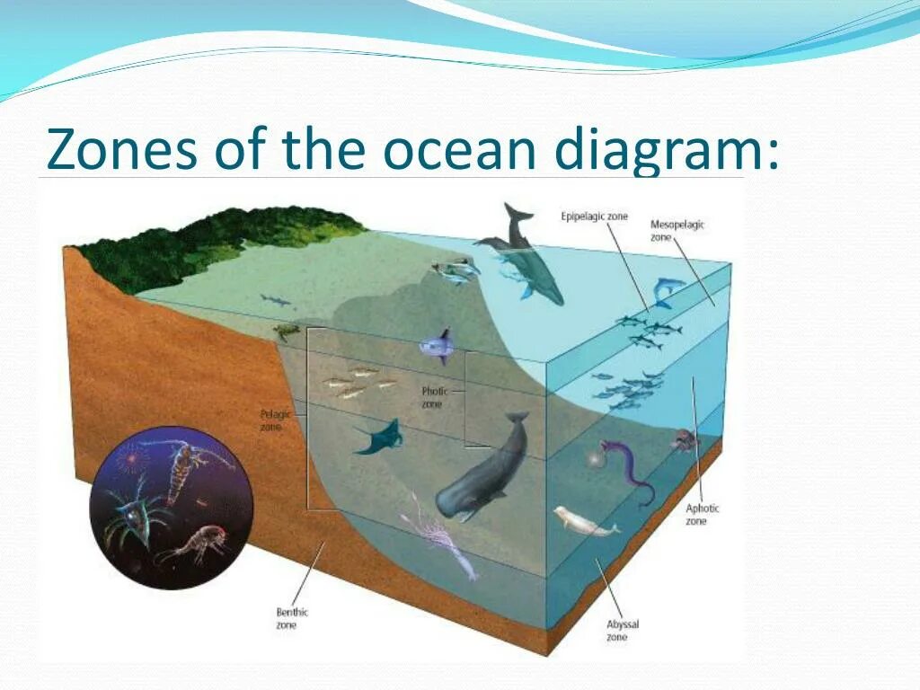 Морские экосистемы. Зоны жизни в океане. Экосистема мирового океана. Экосистема моря. Распространение животных в мировом океане