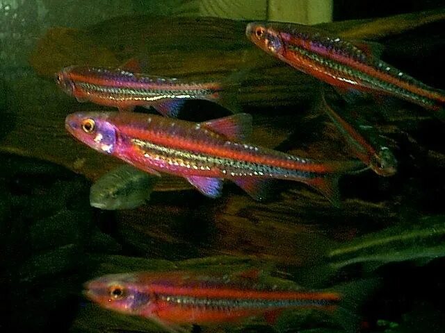 нотропис радужный содержание. барбус радужный нотропис лютренсис. нотропис хросомус. нотропис радужный. нотропис радужный.