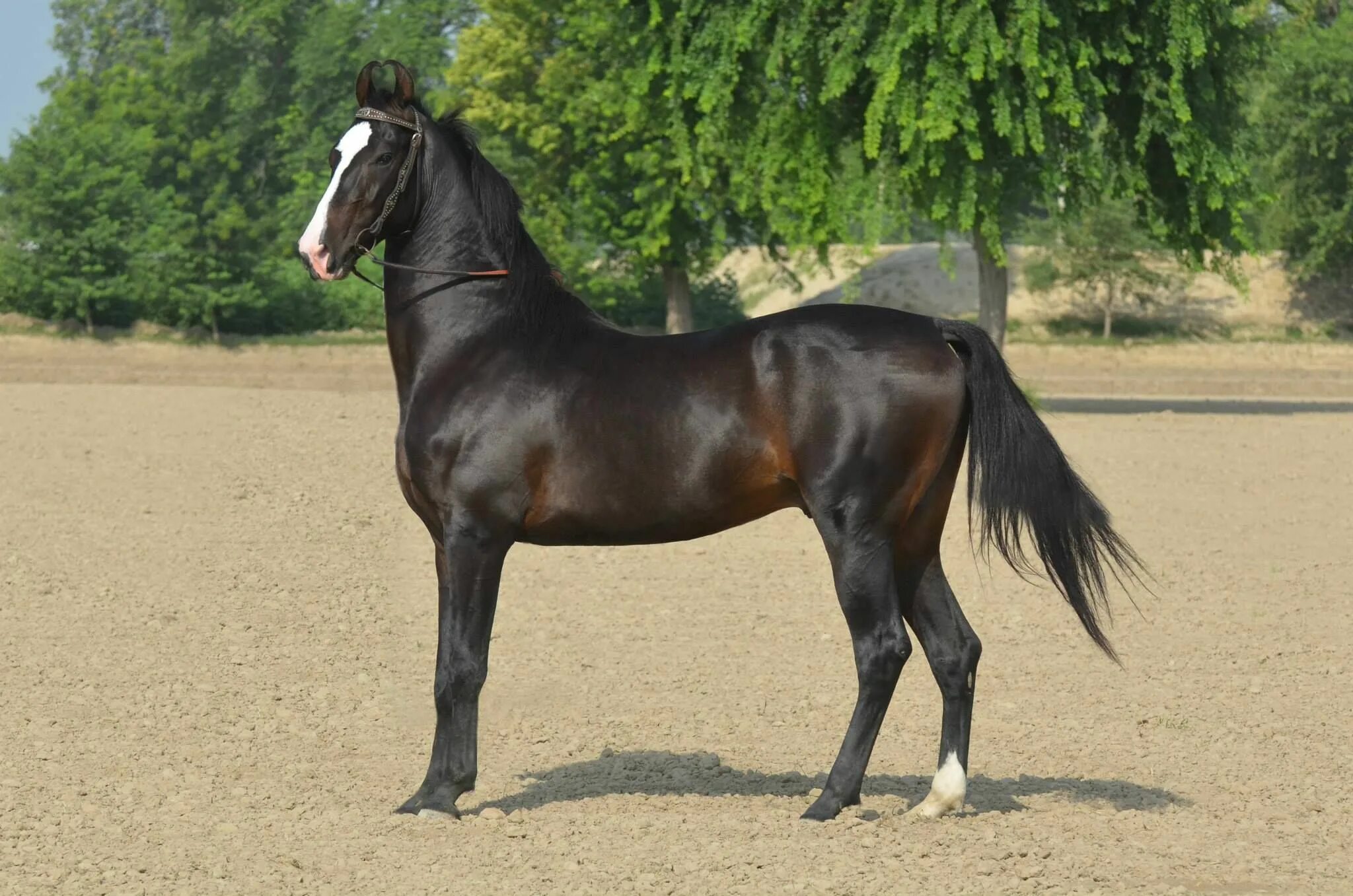 Indian horse. Марвари гнедая. Лошади породы марвари. Пегий марвари. Марвари уши.