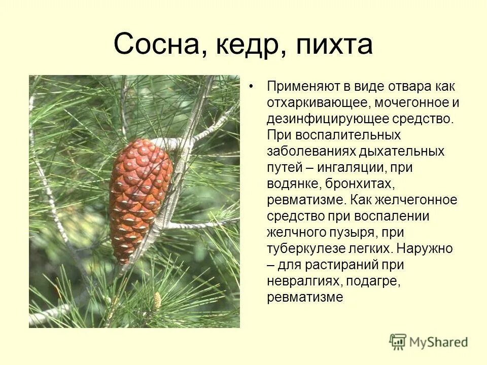 Кедр пихта. Ель пихта лиственница. Деревья кедр пихта сосна. Кедр и пихта. Хвойные деревья – ель, сосна, кедр, лиственница.