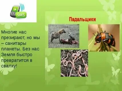 Сообщение о бактерии сапротрофы. Почему бактерии называют санитарами природы. Какие бактерии называют санитарами планеты и почему. Какие бактерии называют санитарами планеты и почему. Почему бактерии называют санитарами природы.