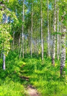 Как прекрасна белоствольная березовая роща