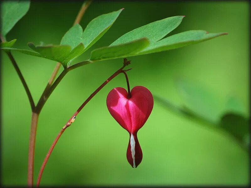 Растение в виде сердечка. Цветы в виде сердечек. Разбитое сердце цветок. Растение ввида сердца.