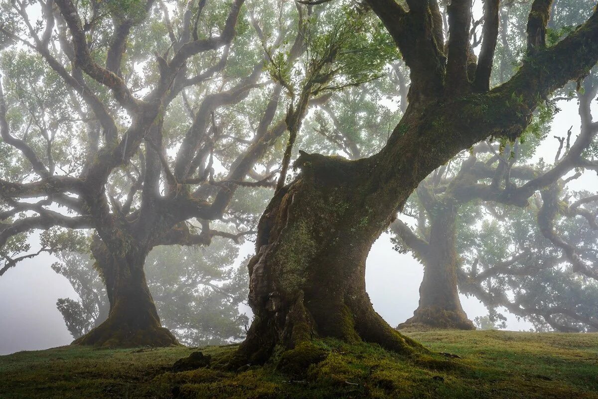 Невероятный лес. Fanal Forest Madeira. Лавровый лес Мадейра туман. Мадейра Португалия лес. Необычные деревья.