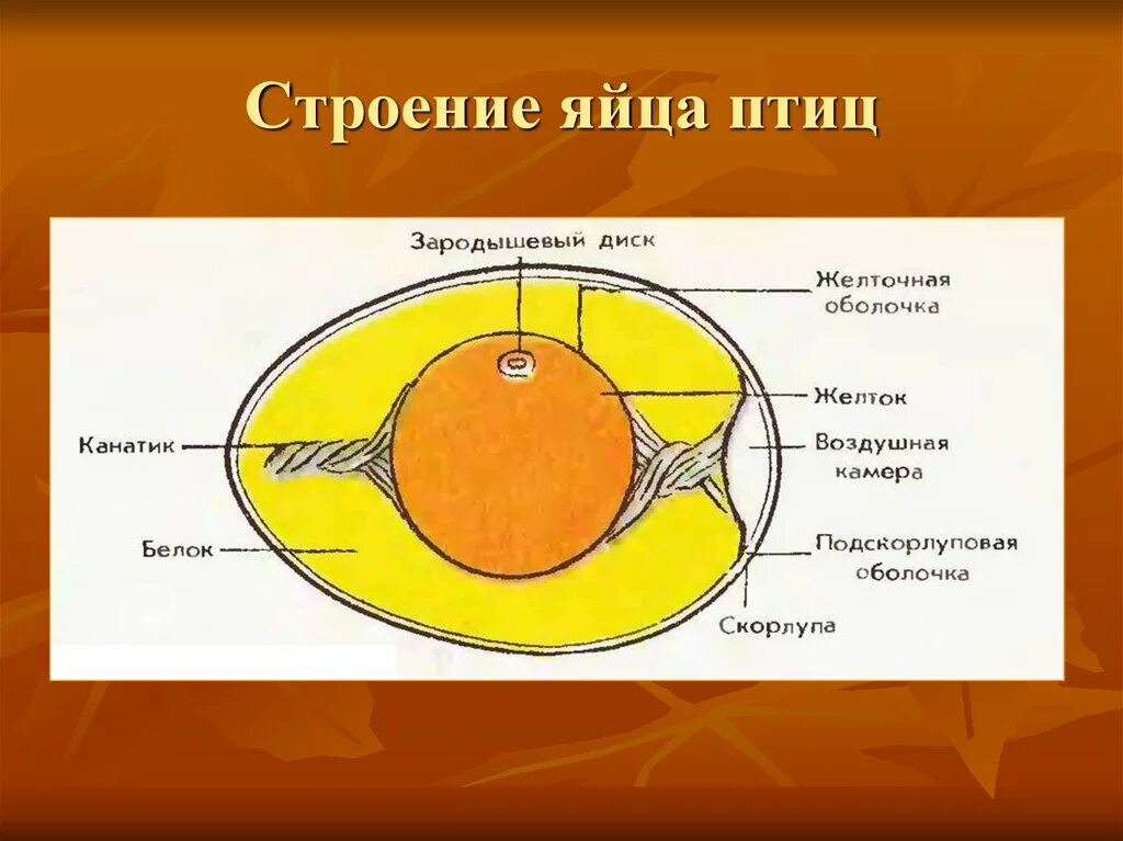 Из чего состоит яйцо