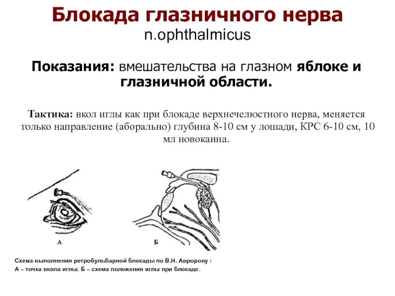 Нервная блокада. Блокада верхнечелюстного нерва. Блокада верхнечелюстного нерва у лошади. Блокада подглазничного нерва.